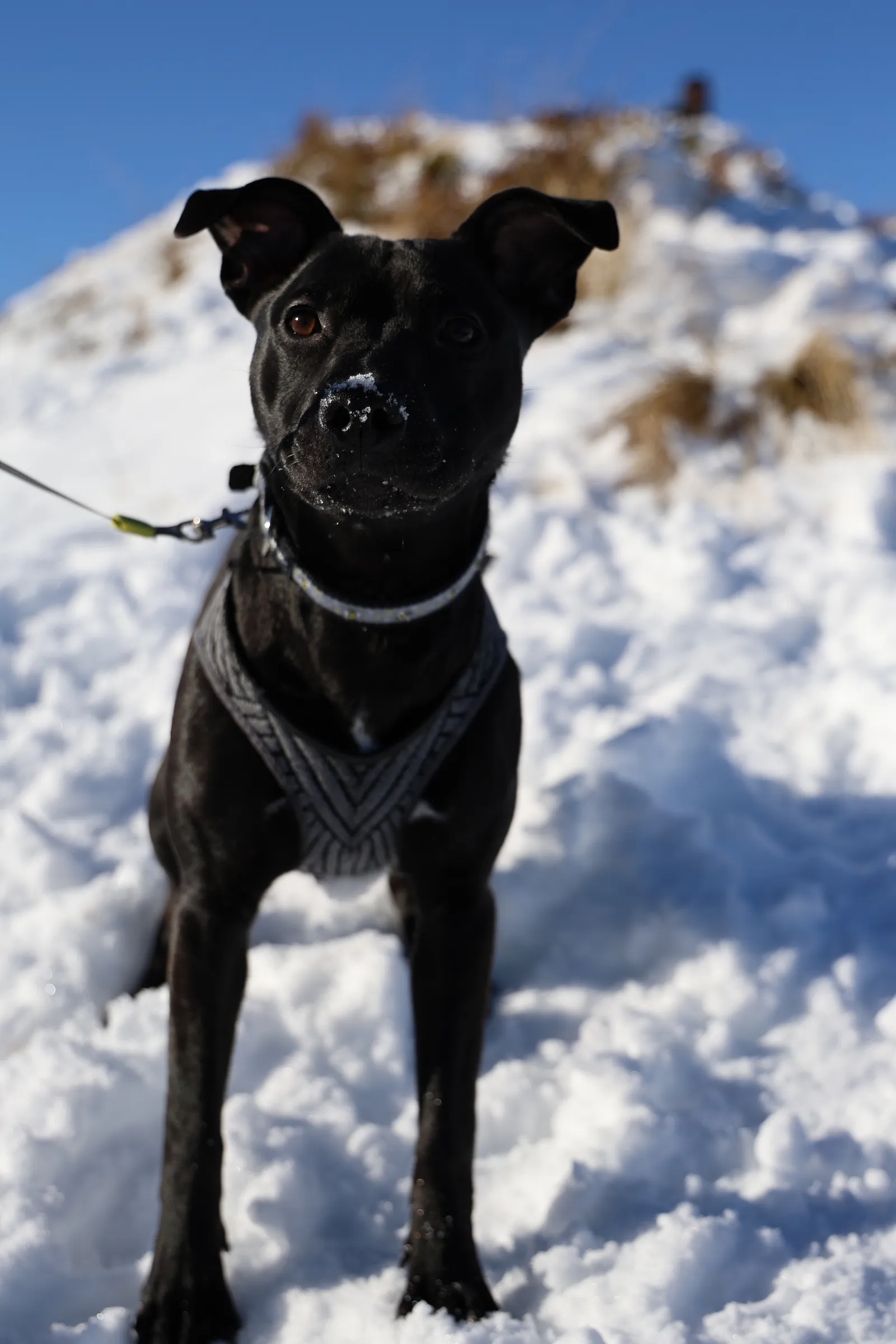 Ellie