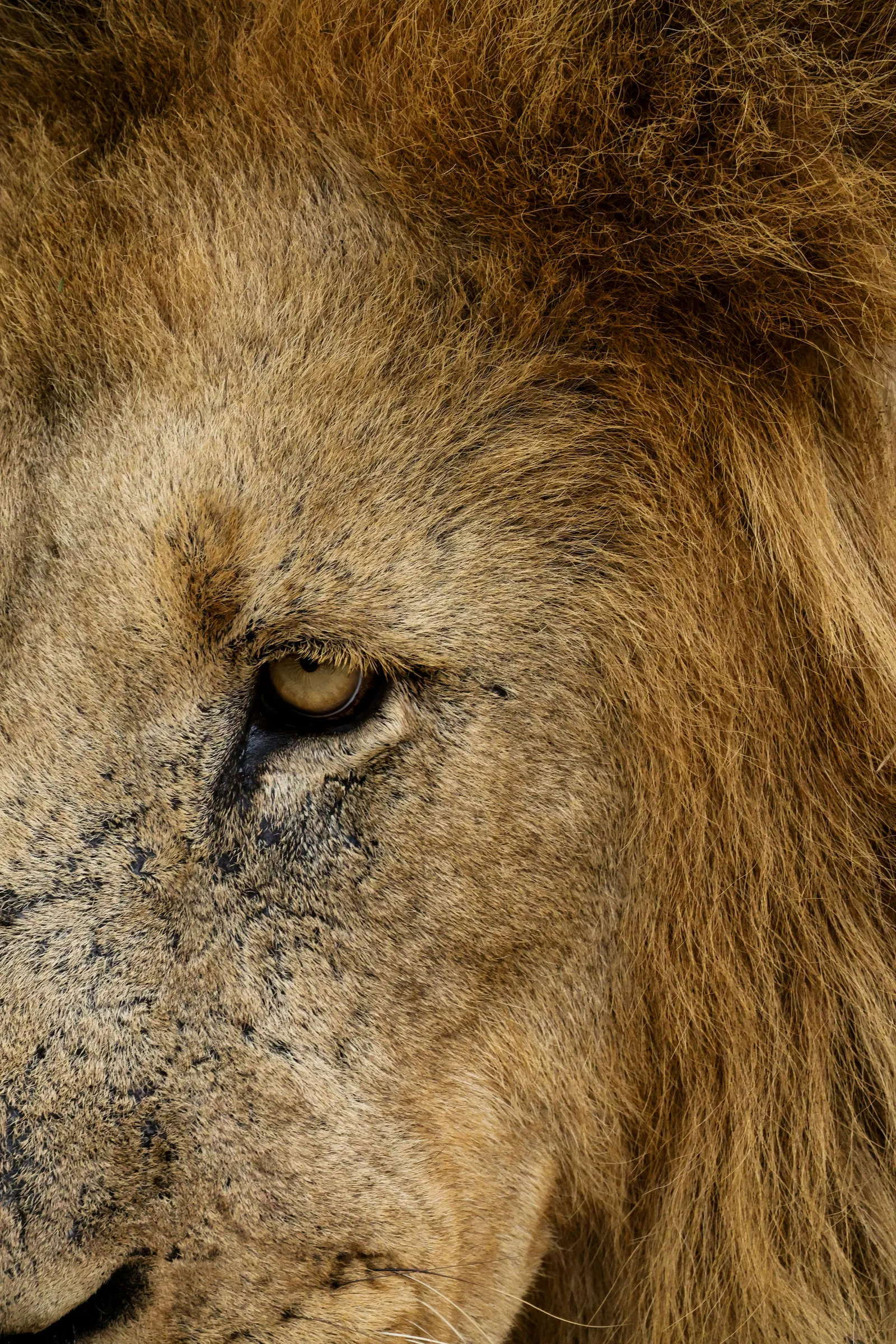 Close up of a lions eye
