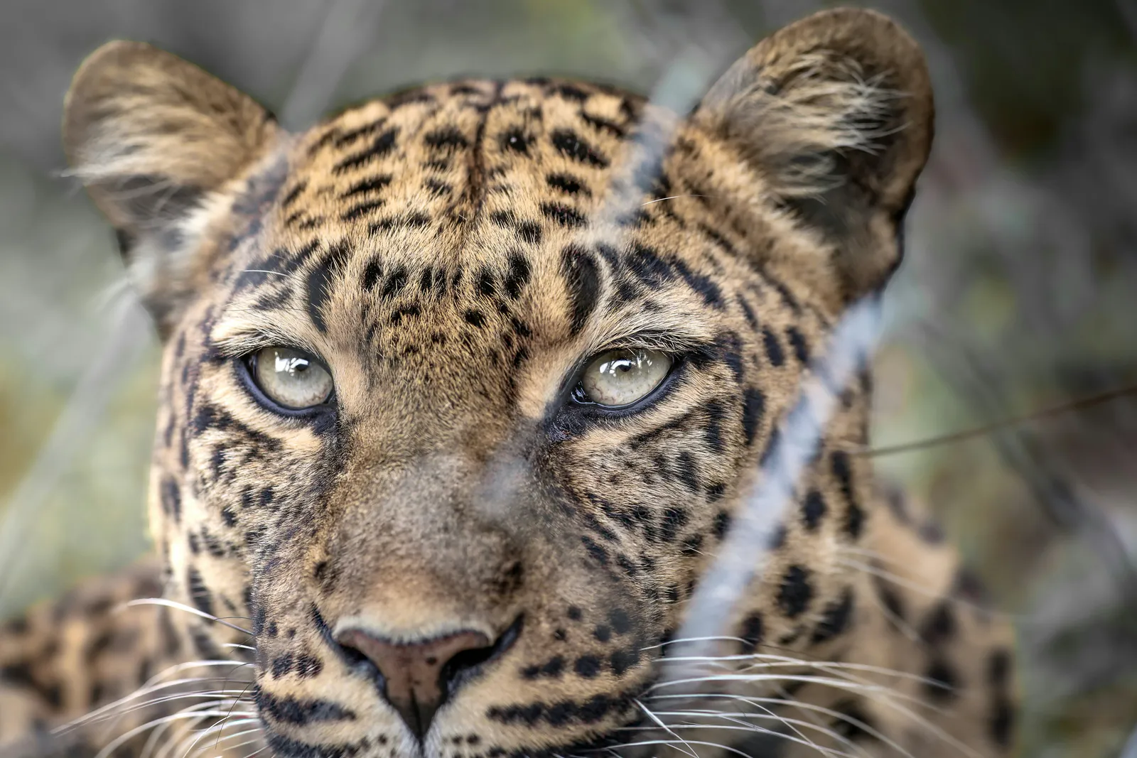 Leopard with intense eyes