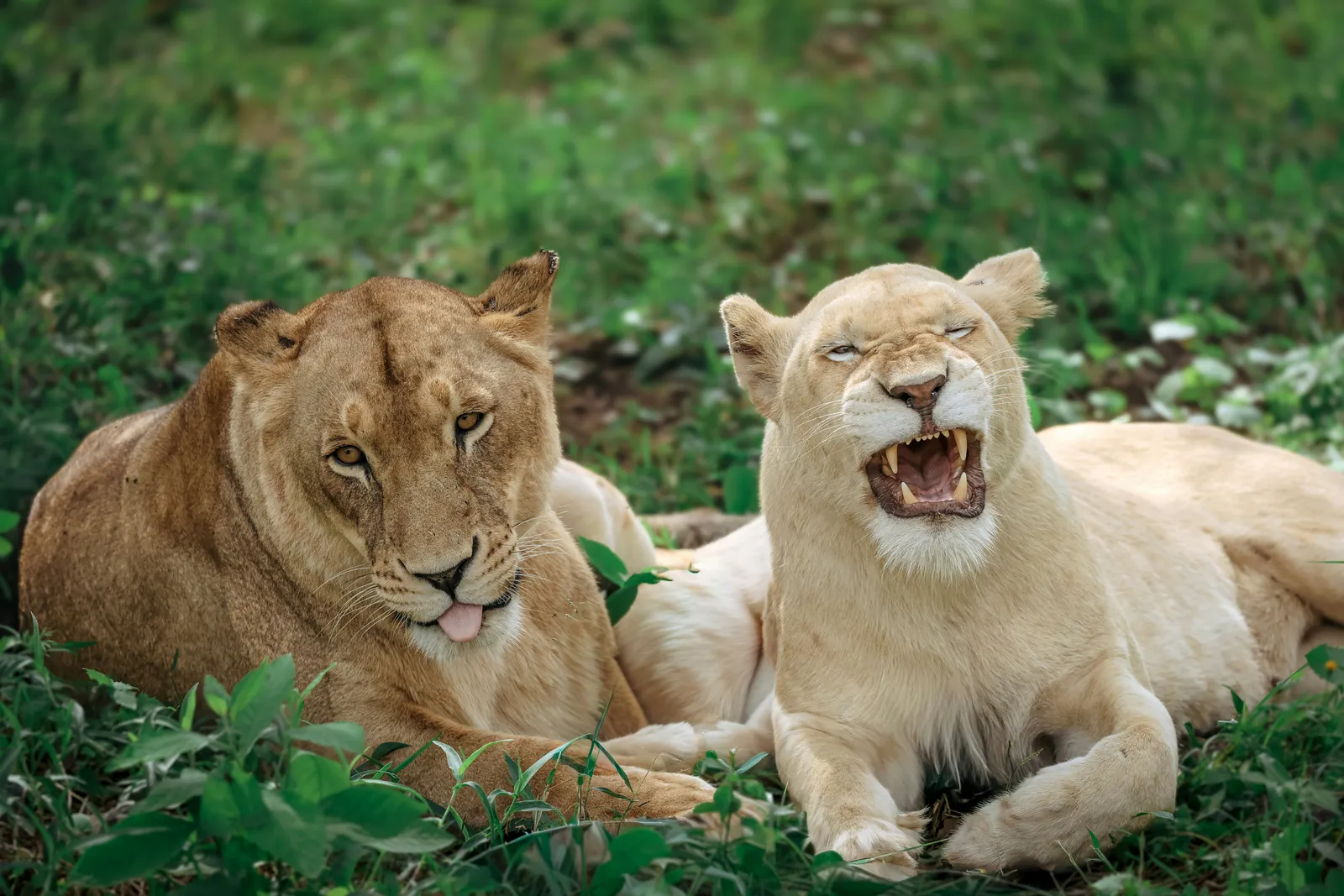 Two lions one mid yawn