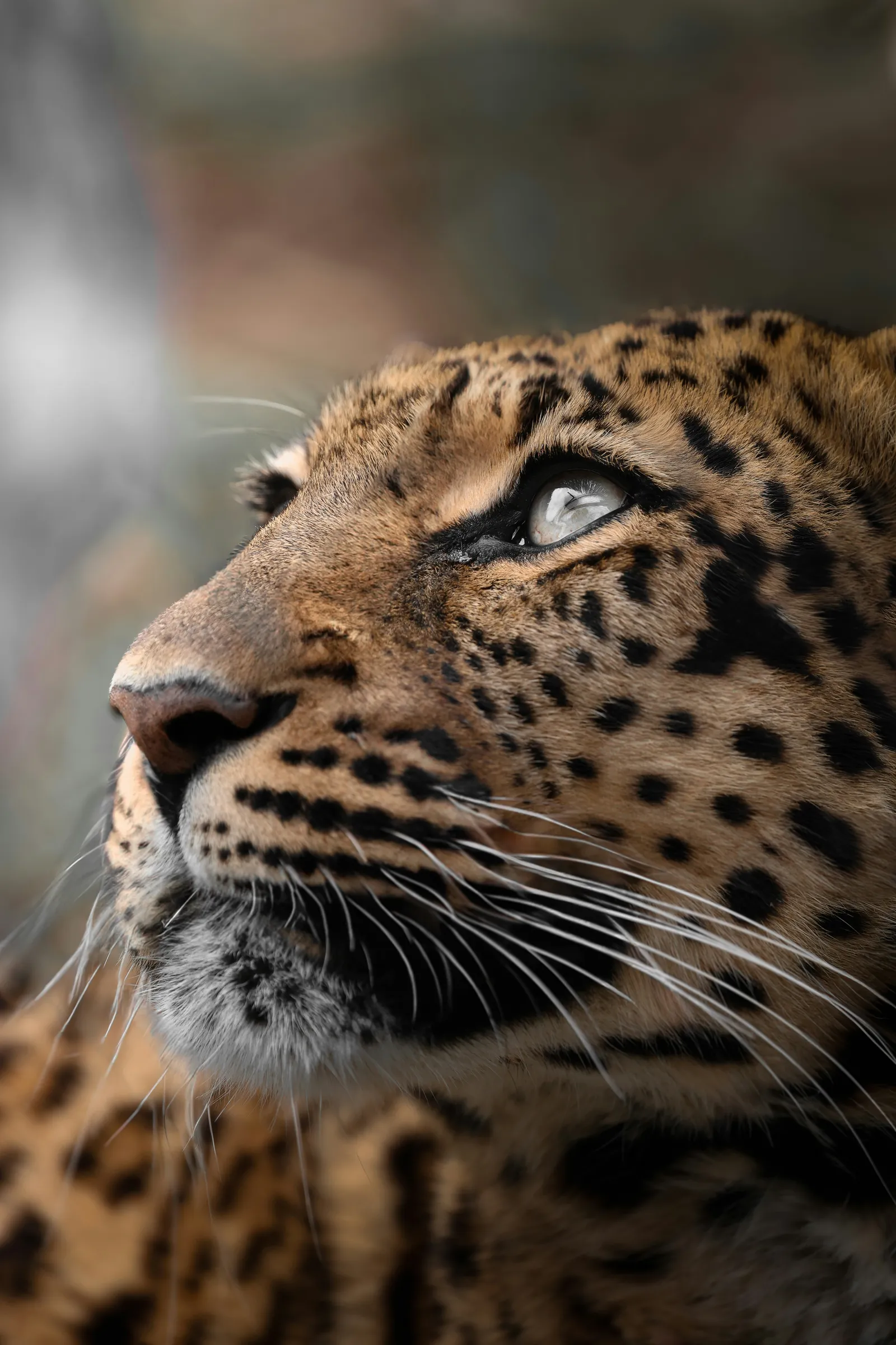 Leopard looking upward