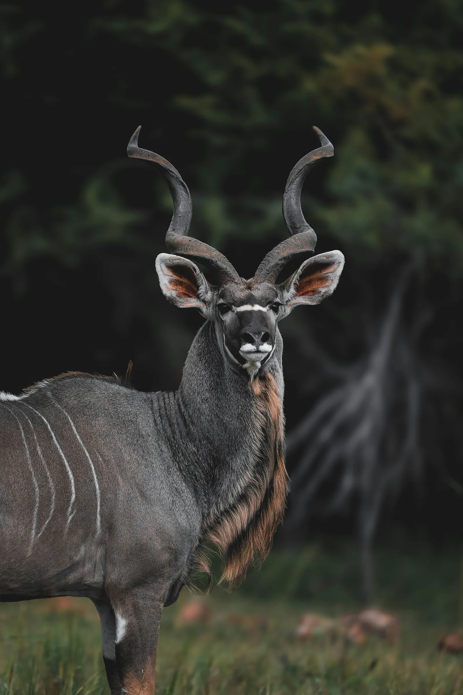 Majestic kudu with spiraling horns