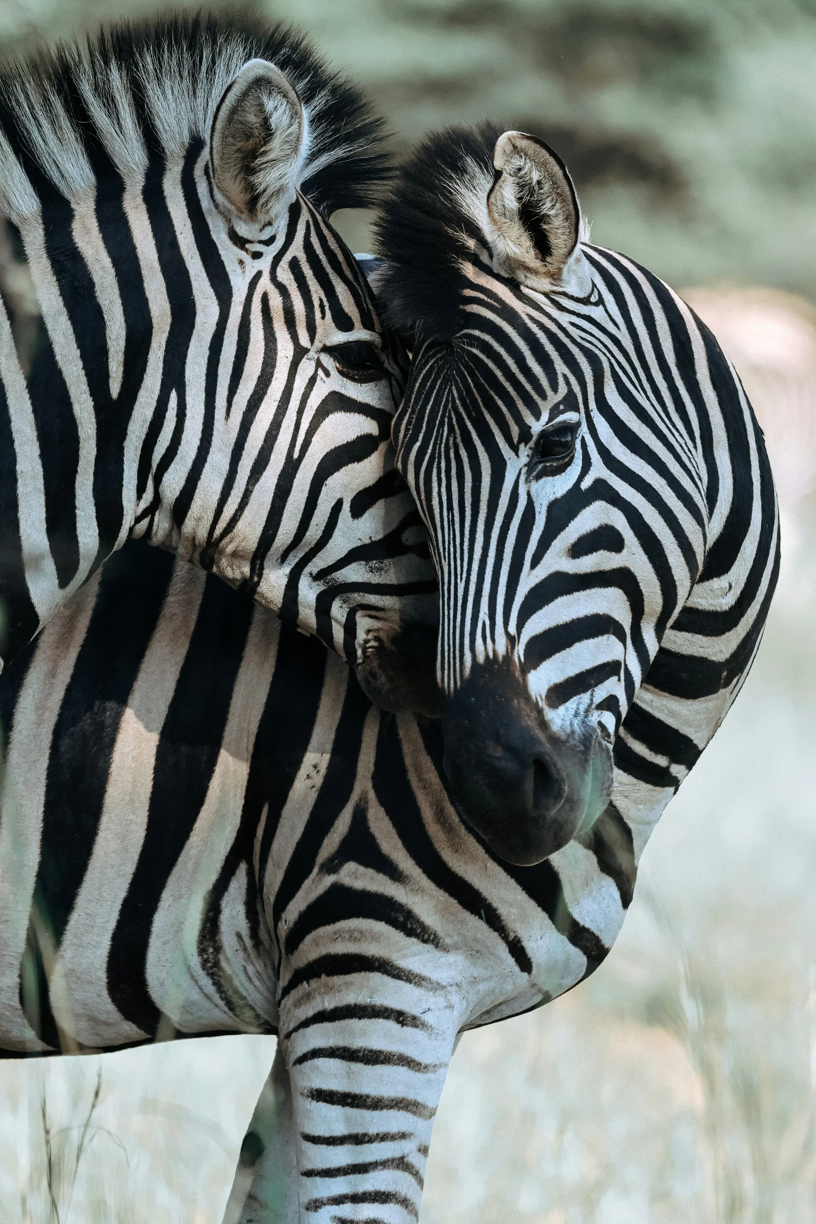 Two zebras embracing