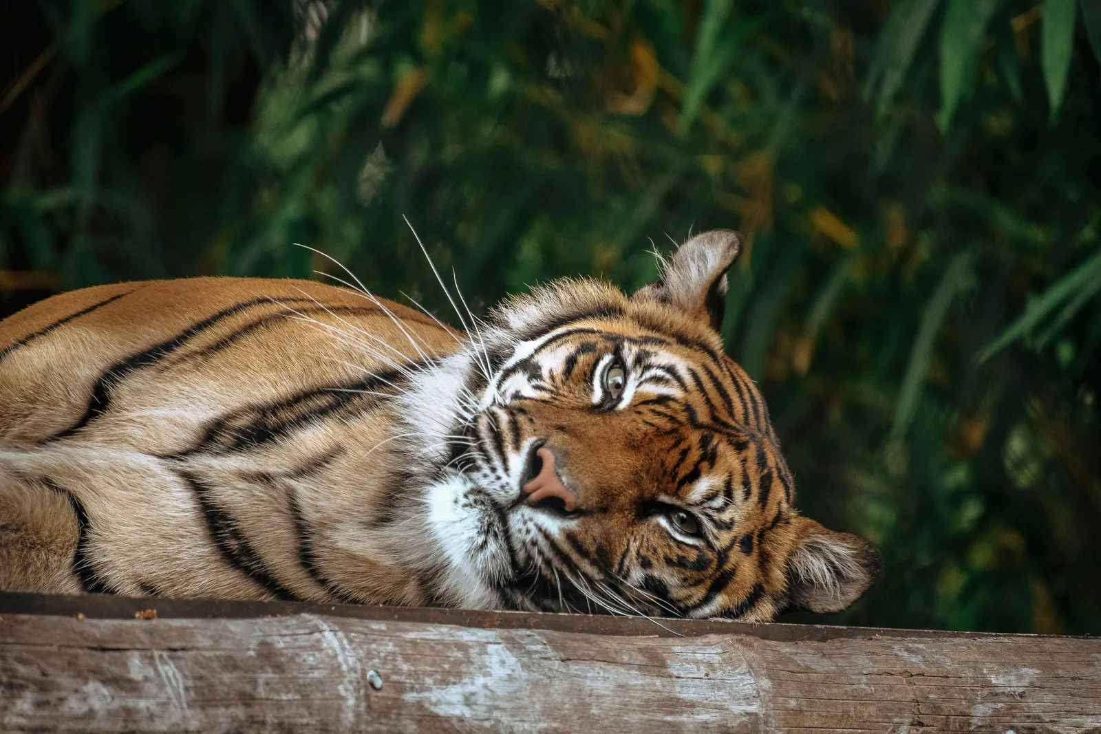 Tiger resting on a wooden bench