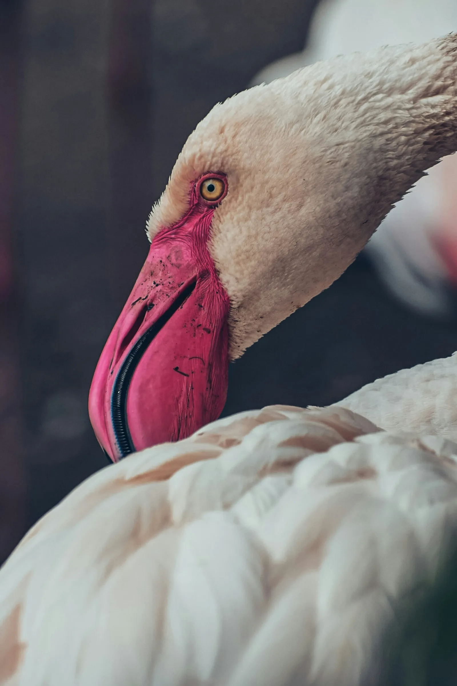 Pink flamingo close up