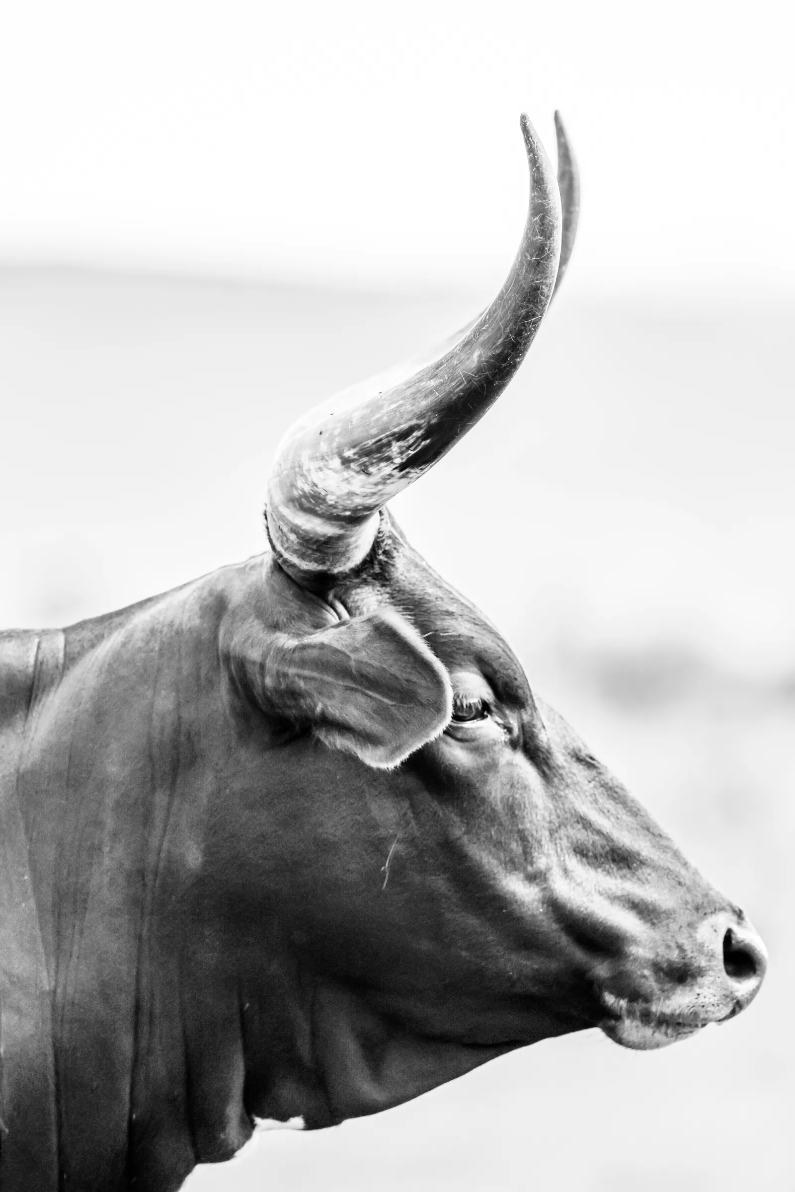 Ankole watusi bull