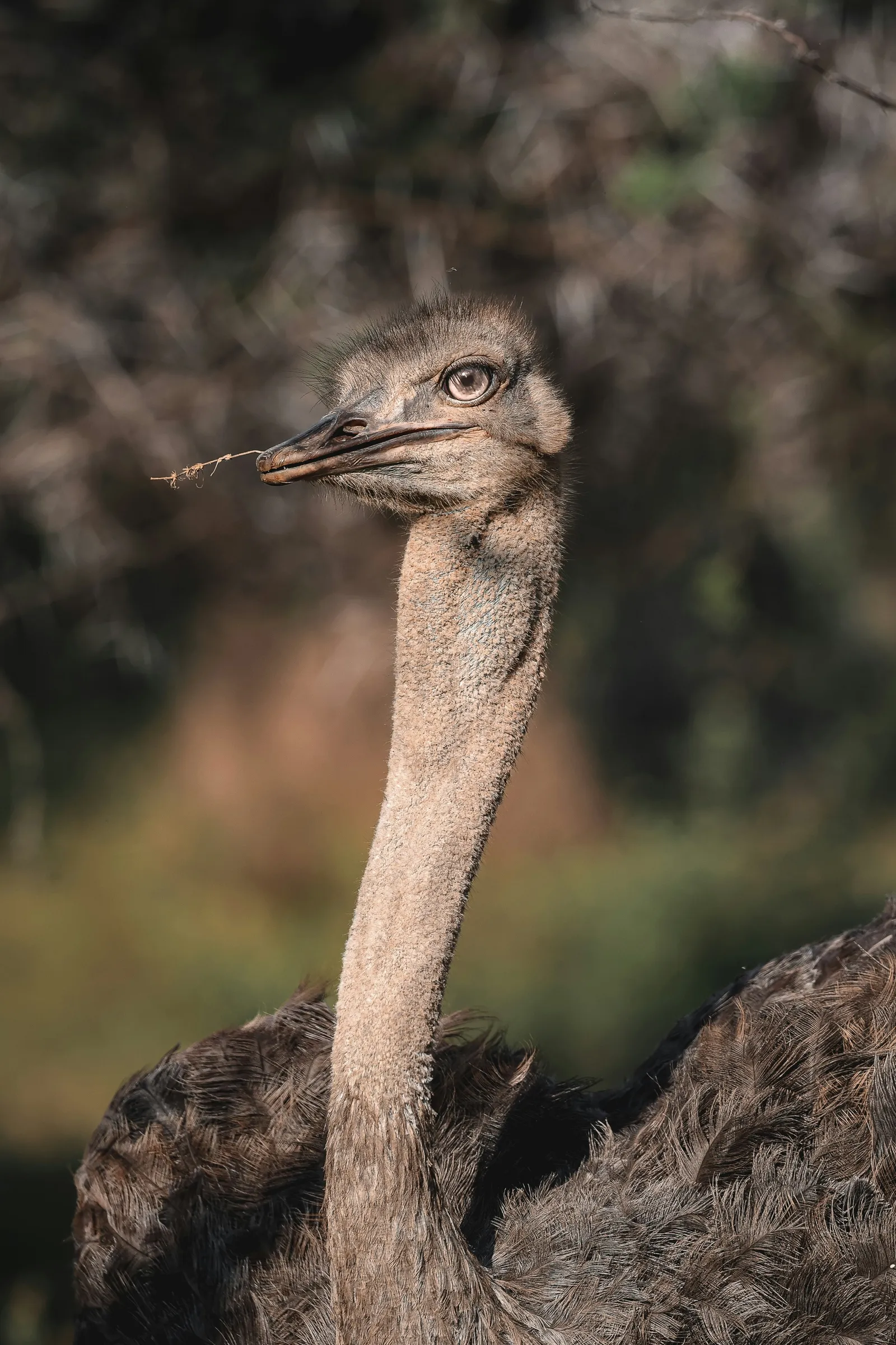 Rhea with a twig in its beak